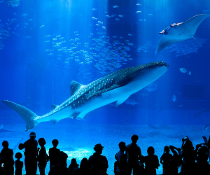 Churaumi Aquarium
